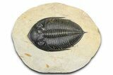 Fossil Zlichovaspis Trilobite - Atchana, Morocco #382824-3